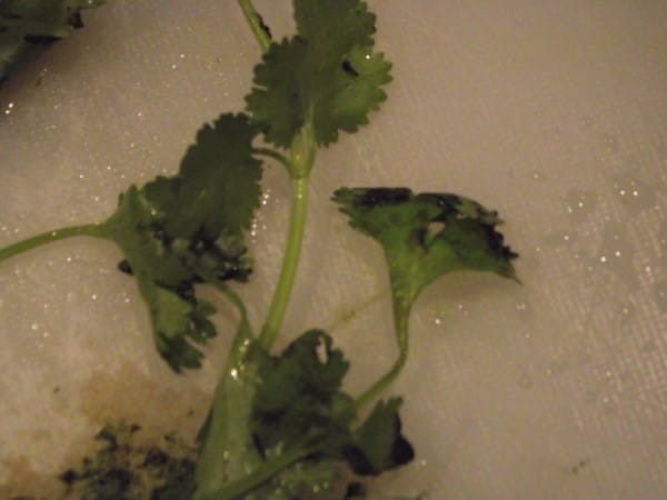 How To Tell If Cilantro Is Bad