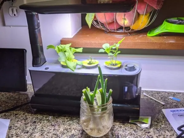 How To Transplant Aerogarden Plants