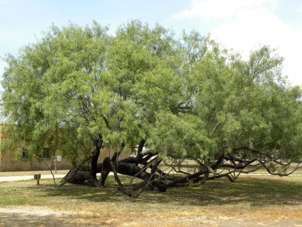 How To Trim A Mesquite Tree