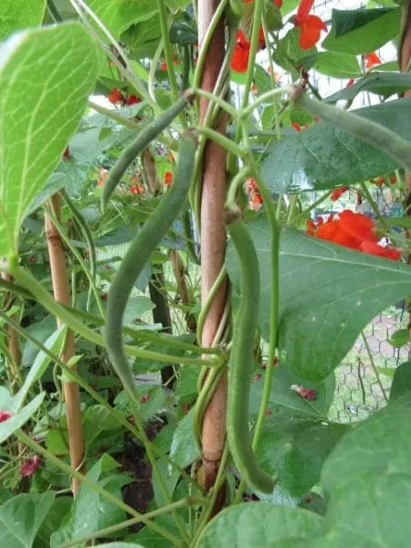 How to Grow Runner Beans