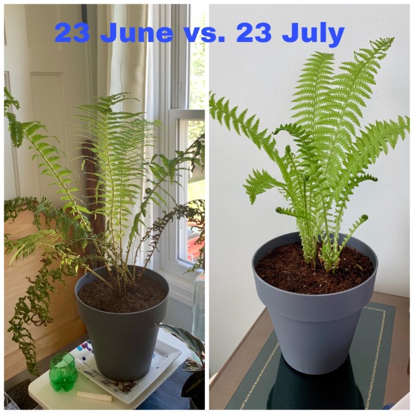 How to Revive a Fern 2