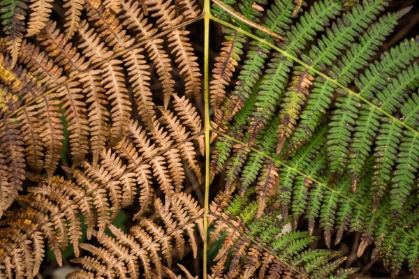 How to Revive a Fern