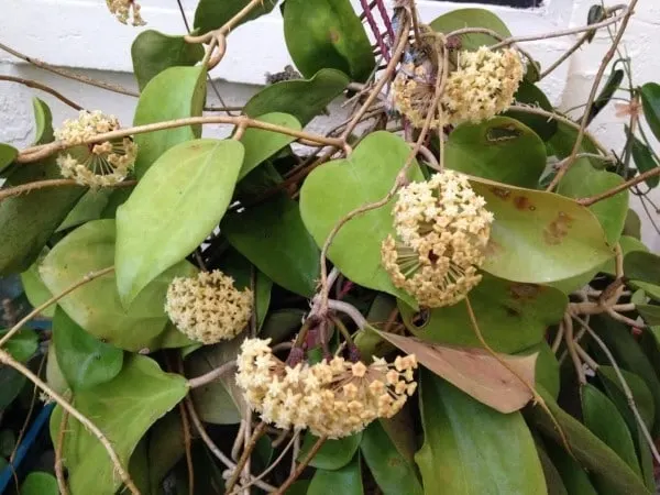 Hoya surigaoensi