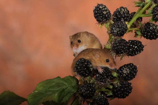 Mice What Animals Eat Blackberries