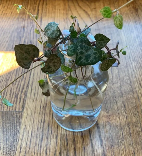 Orange River String of Hearts grow in water