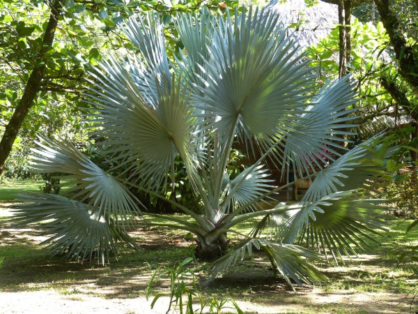 Palmetto Palm Trees How Much Does A Palm Tree Weigh