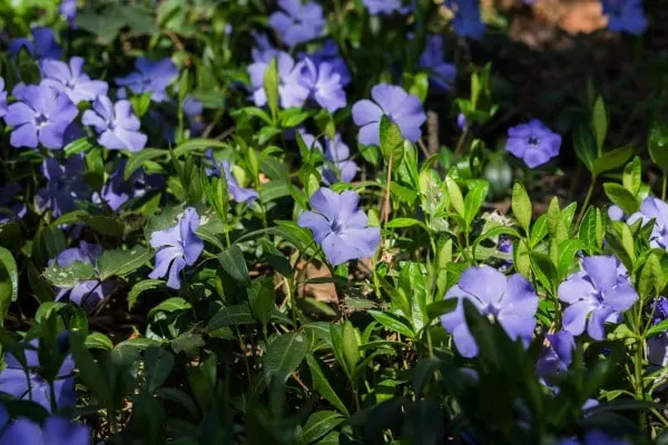 Periwinkle Periwinkle vs Lavender
