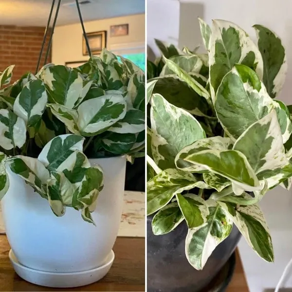 Pothos N Joy Vs Pearls And Jade