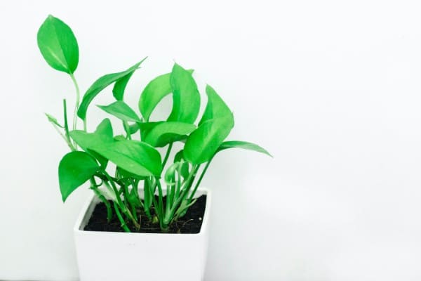 Provide appropriate lighting Solutions To Prevent Pothos Leaves From Curling