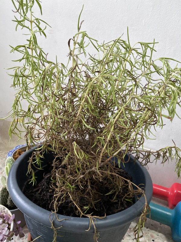 Rosemary plant dying How To Tell If Rosemary Is Bad