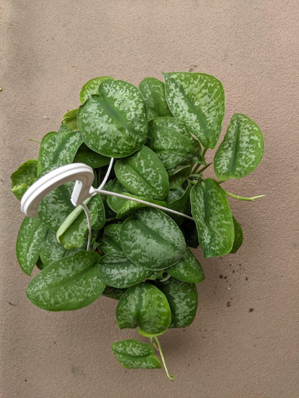 Scindapsus Silver Splash