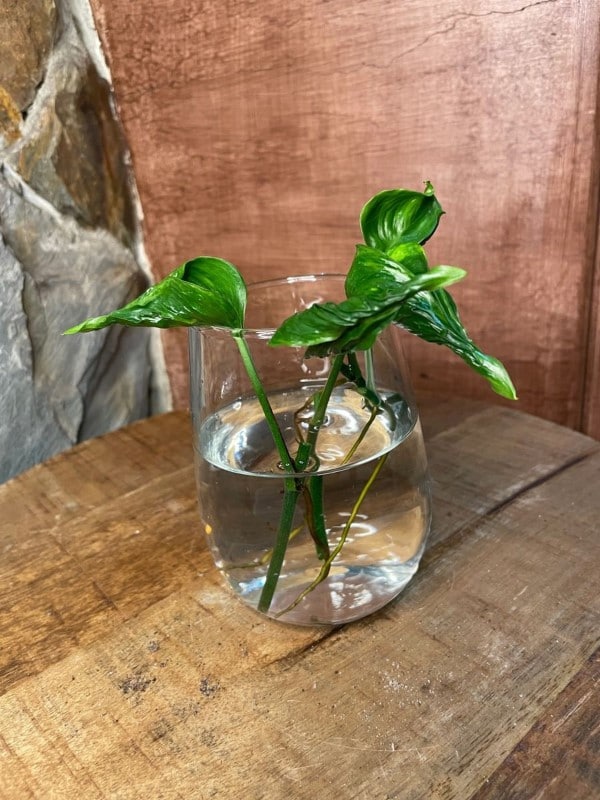 Shallow Root System Shangri La Pothos