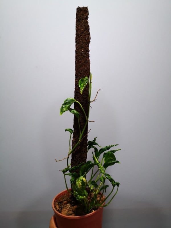 Shangri La Pothos Climbing