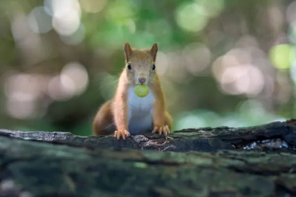 Squirrels What Animals Eat Grapes