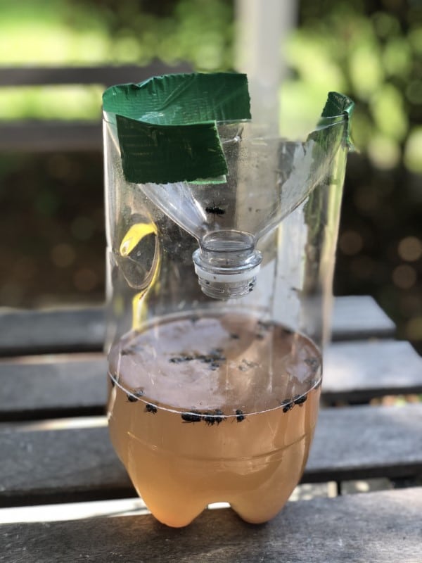 Sugar Water Trap How To Get Rid Of HoverFlies