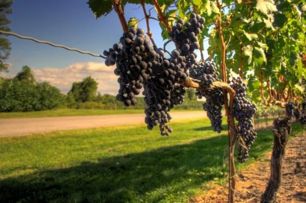 Treliis Tips For Growing Grapes