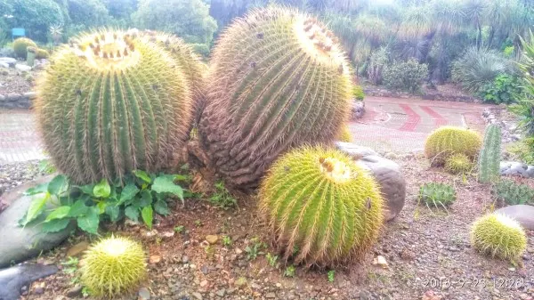 Two old cactus plant on cactus garden How To Tell How Old A Cactus Is