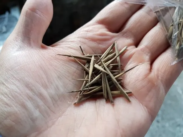 What Do Bamboo Seeds Look Like