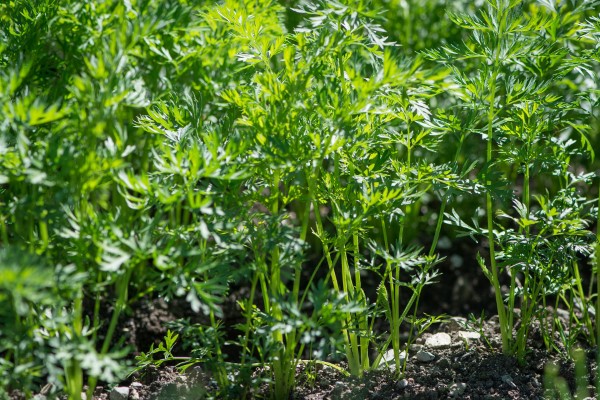 What Do Carrot Leaves Look Like