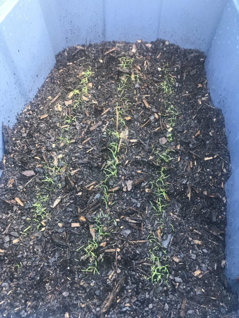 What Do Carrot Seedlings Look Like