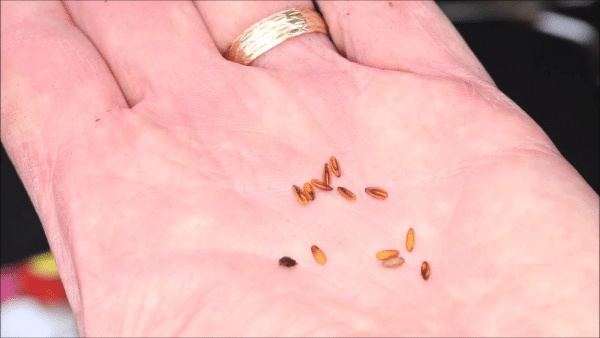 What Do Geranium Seeds Look Like