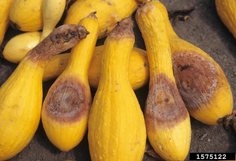 What Does Bad Yellow Squash Look Like 2