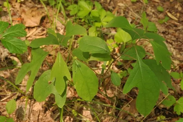 What Does Sassafras Smell Like