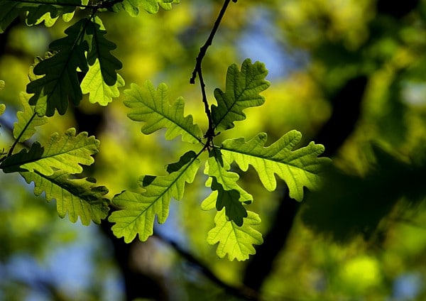 What do oak leaves look like