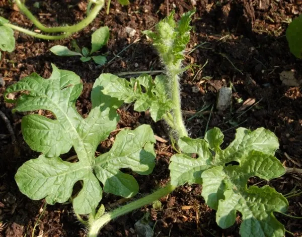 What do watermelon leaves look like 2