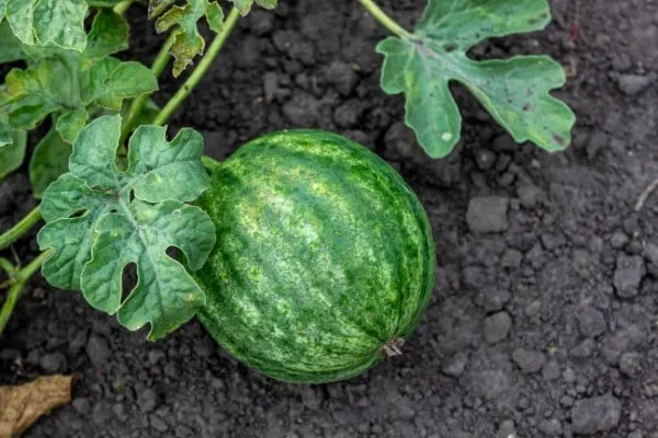 What do watermelon leaves look like