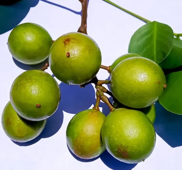 When Are Quenepas In Season