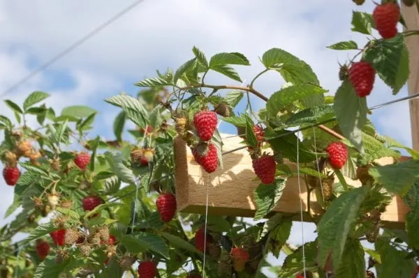 Where To Plant Raspberries Why Are Raspberries Hairy