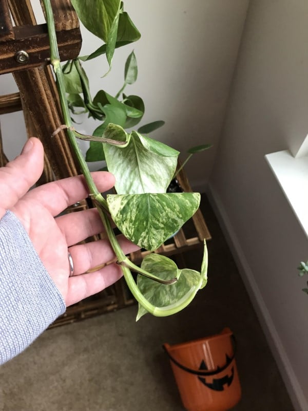 Why Are My Pothos Leaves Curling 2