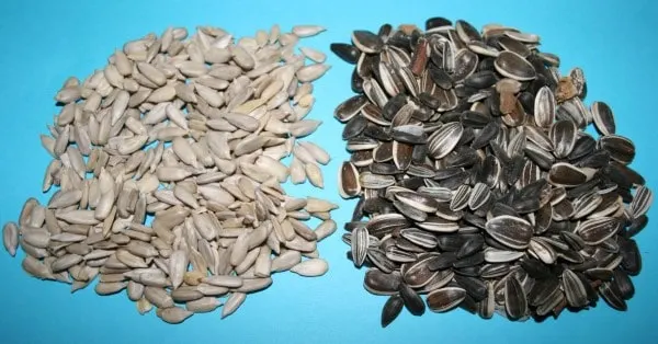 Why Are My Sunflower Seeds White 2