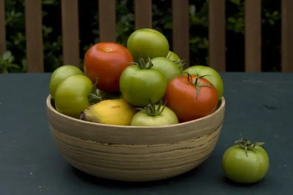 Why Did The Tomato Turn Red