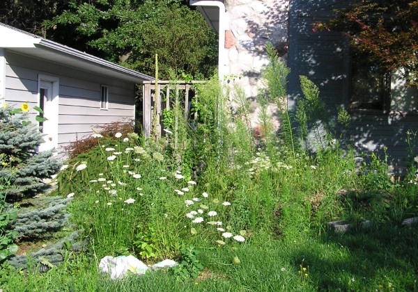 Why Do Weeds Grow So Fast 2
