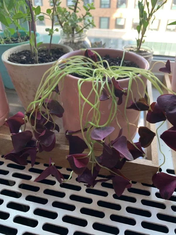 Why Is My Oxalis Drooping