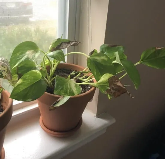 Why Is My Pothos Droopy 2