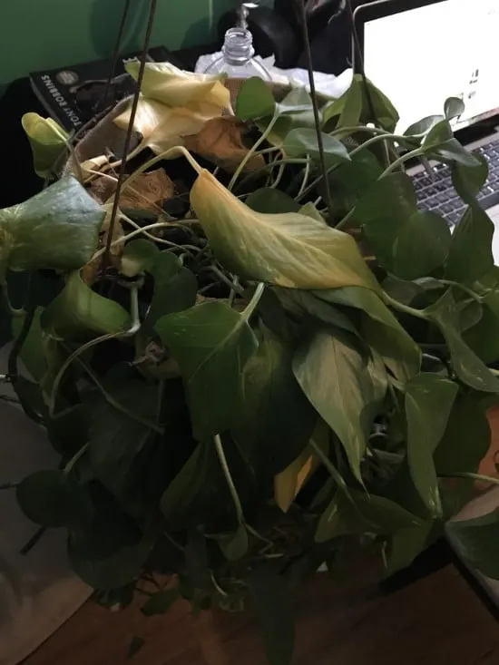 Why Is My Pothos Droopy 3