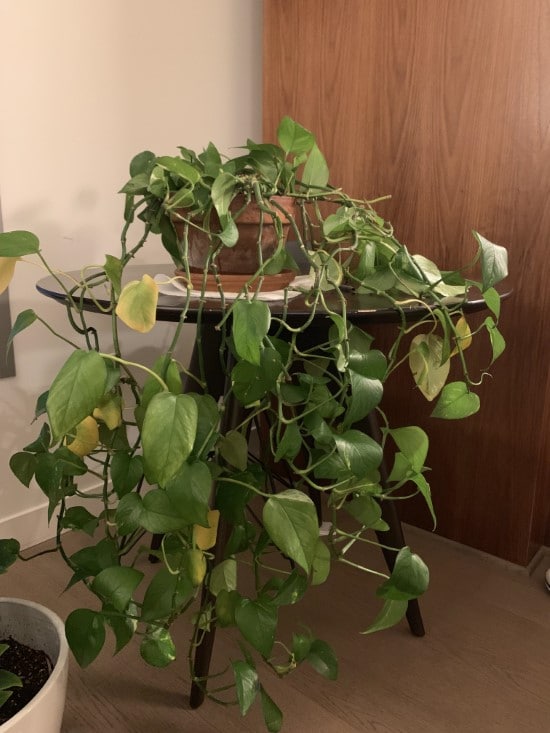 Why Is My Pothos Droopy