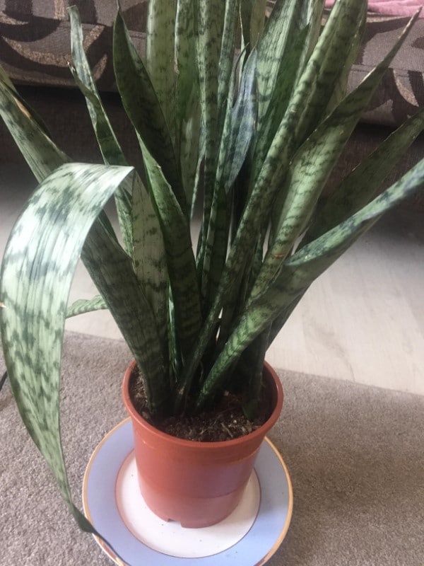 Why Is My Snake Plant Curling