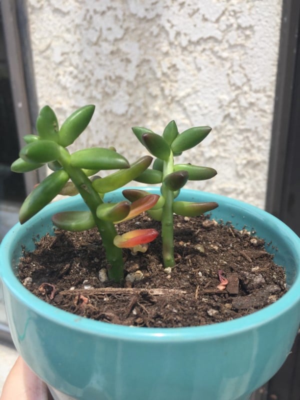 Why Is My Succulent Turning Red 2