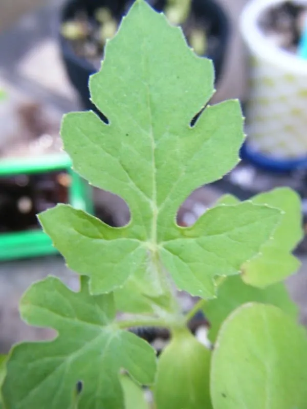 Young watermelon leaf What do watermelon leaves look like