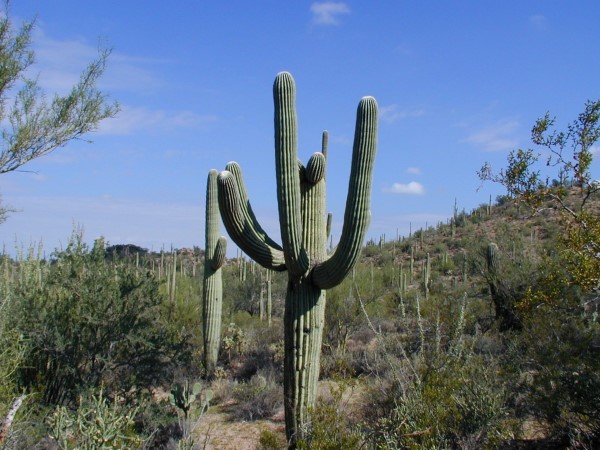 saguaro cactus How To Tell How Old A Cactus Is