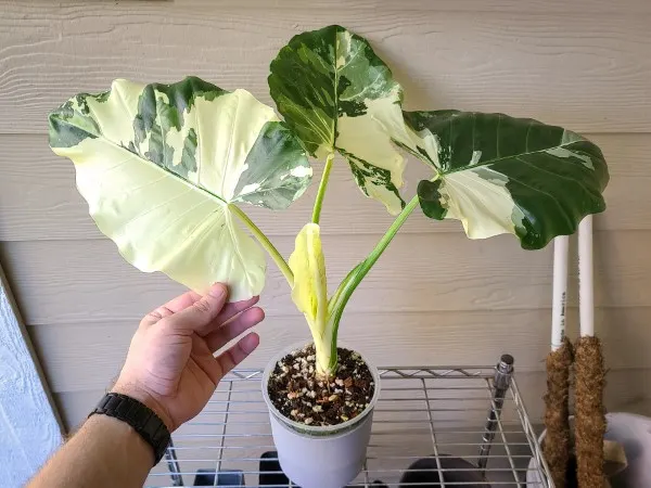 Alocasia Odora Variegata 2