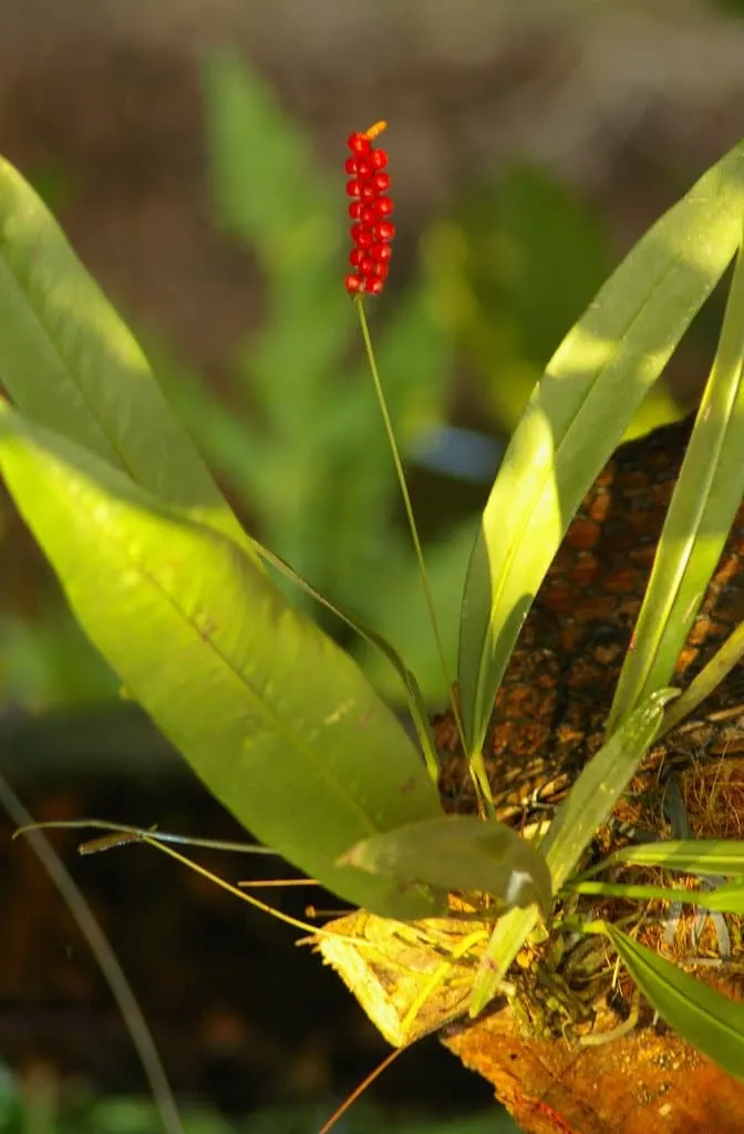 Anthurium Gracile 2