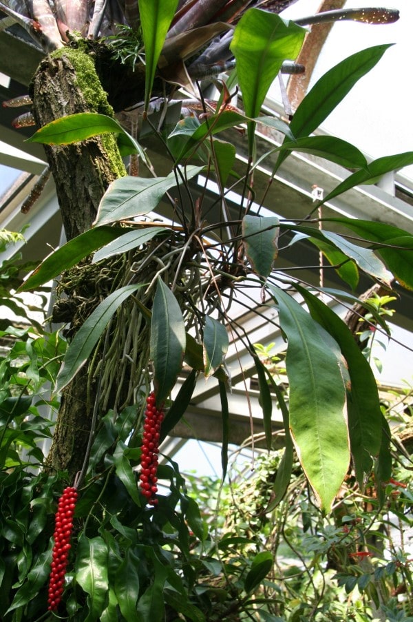 Anthurium Gracile