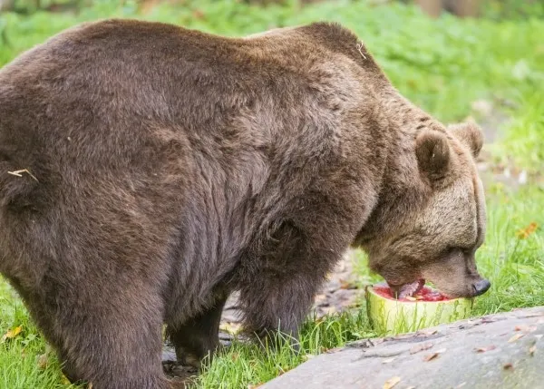 Bear What Animals Eat Watermelon