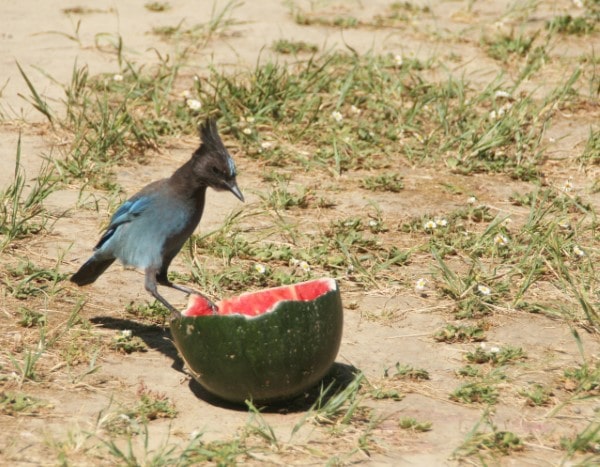Birds What Animals Eat Watermelon