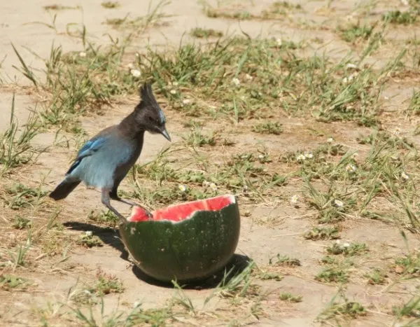 Birds What Animals Eat Watermelon